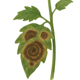 Early Blight