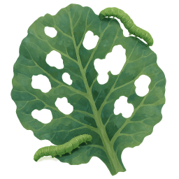 Cabbage Worms