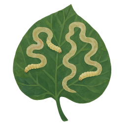 Leafminers