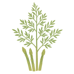 Asparagus