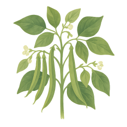 Green Beans