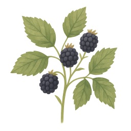 Blackberry