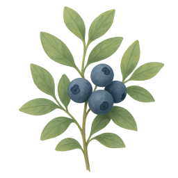 Blueberry
