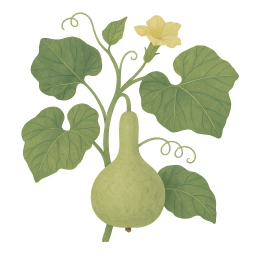 Bottle Gourd