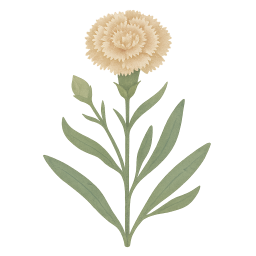 Carnation