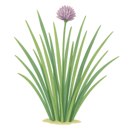 Chives
