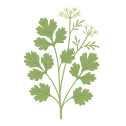 Coriander