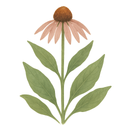 Echinacea