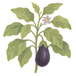 Eggplant