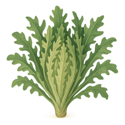 Endive