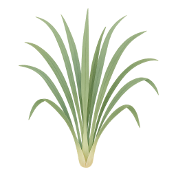 Lemongrass