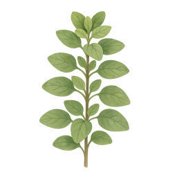 Oregano