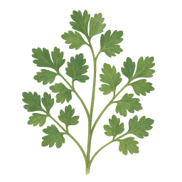Parsley