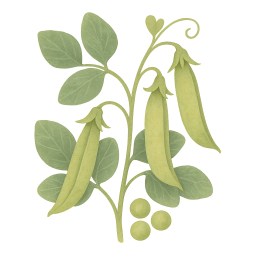 Peas