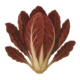 Radicchio