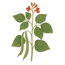 Runner Beans