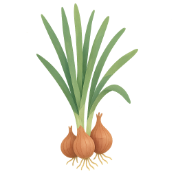 Shallot