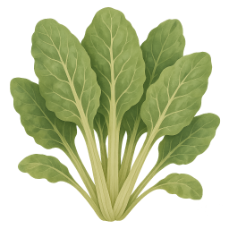 Silverbeet