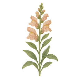 Snapdragon