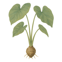 Taro