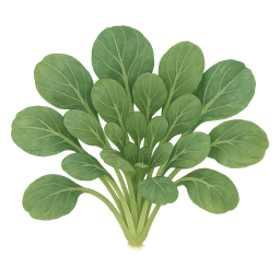 Tatsoi