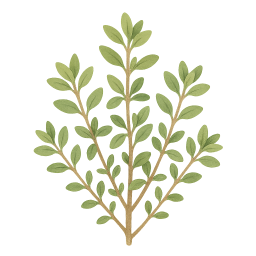 Thyme