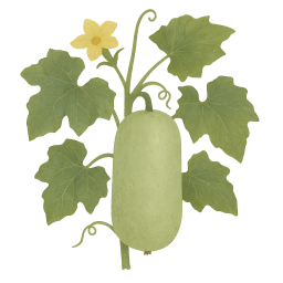Winter Melon